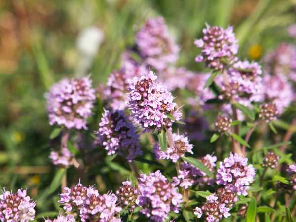 - Essential Oils
